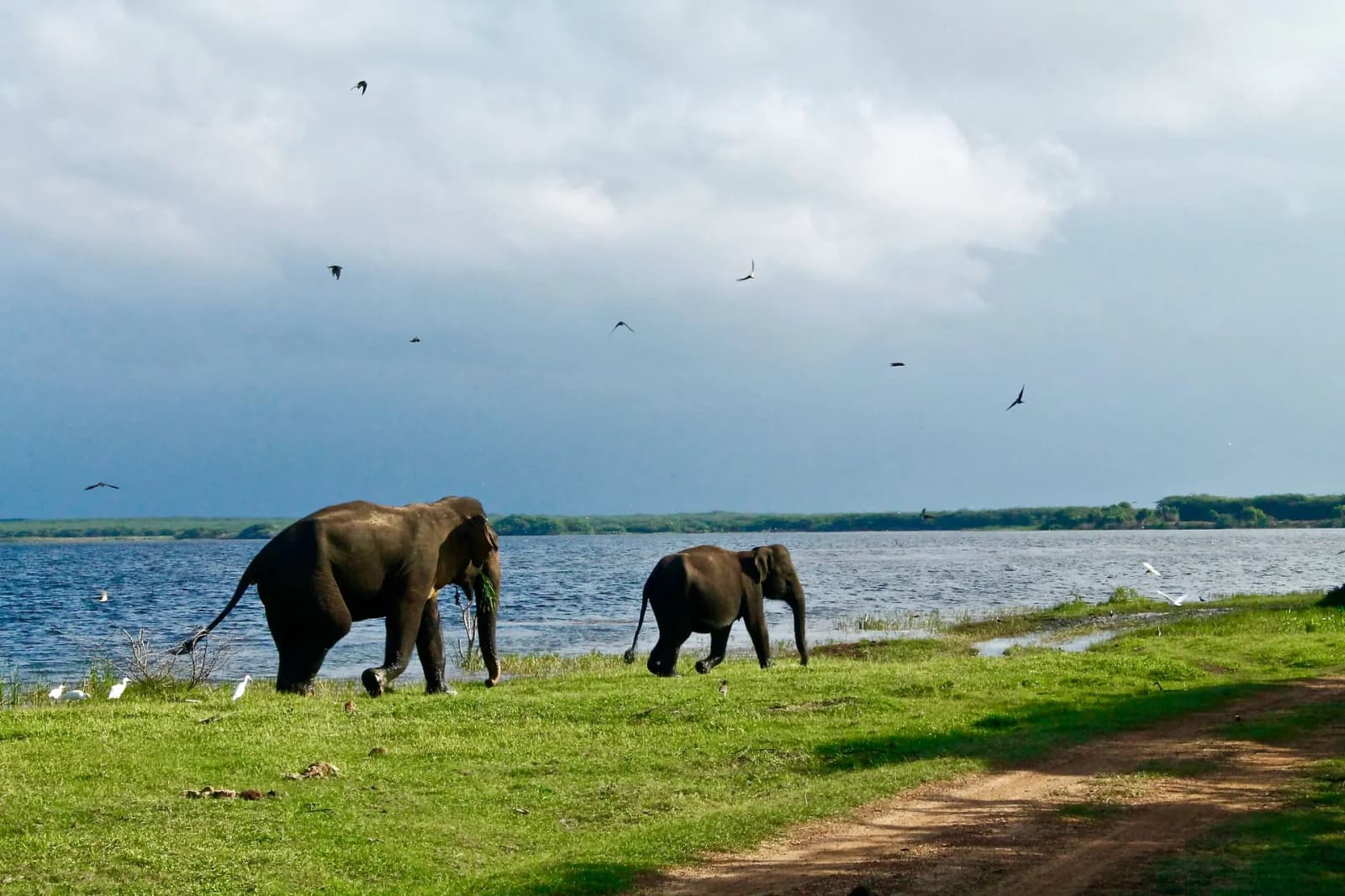 Wild elephant crossing a dusty track in a national park at dawn