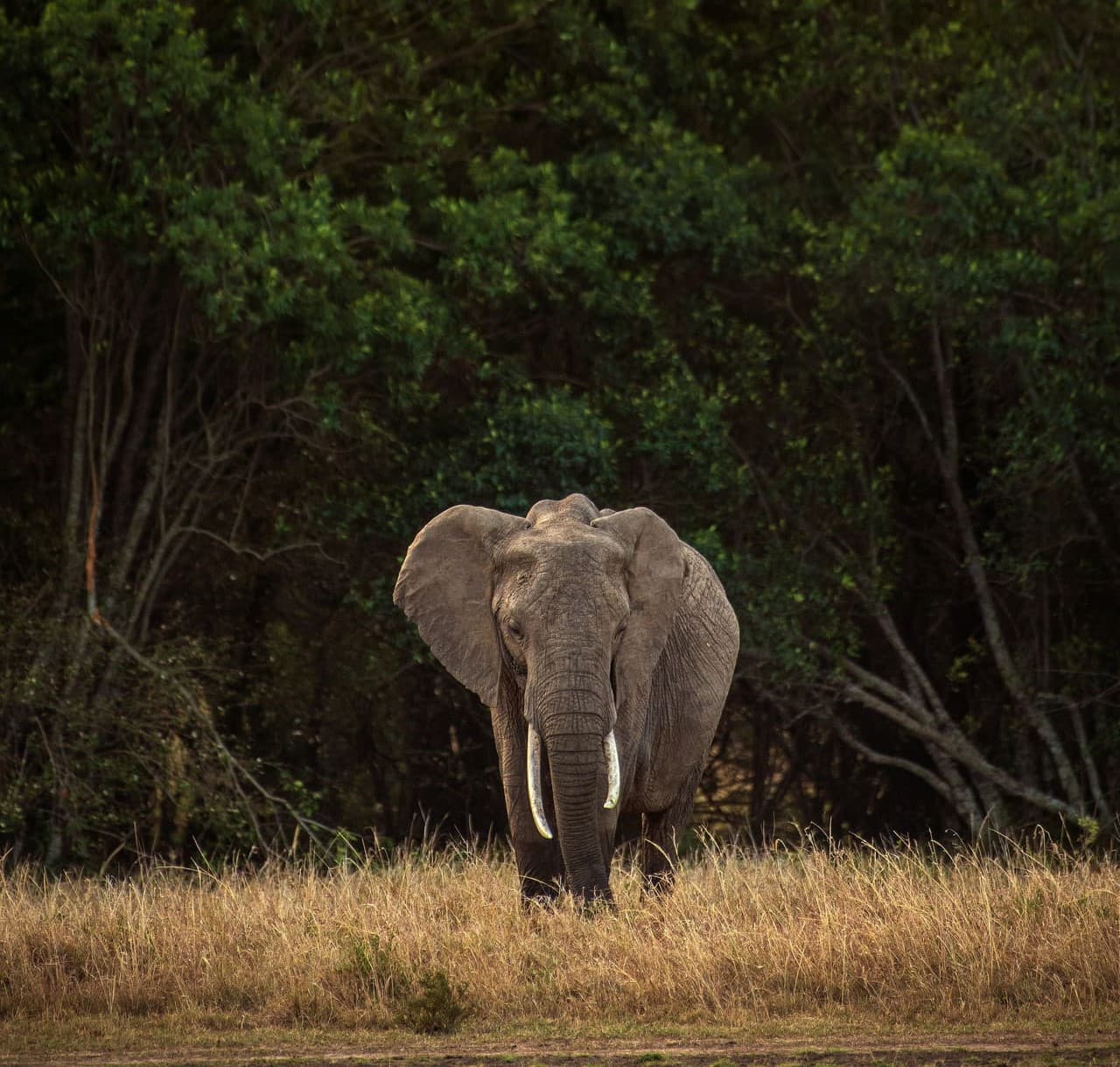 Wild elephant in golden grassland at sunrise