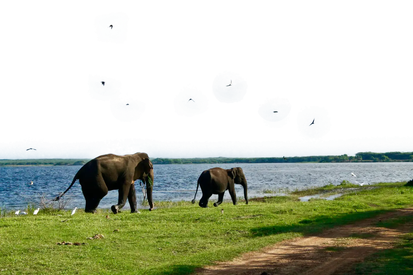 Elephants walking along a grassy shoreline
